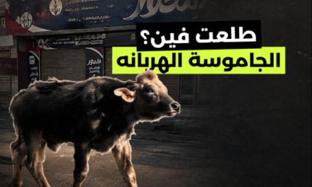 الجاموسة الهربانة.. طلعت فين؟
