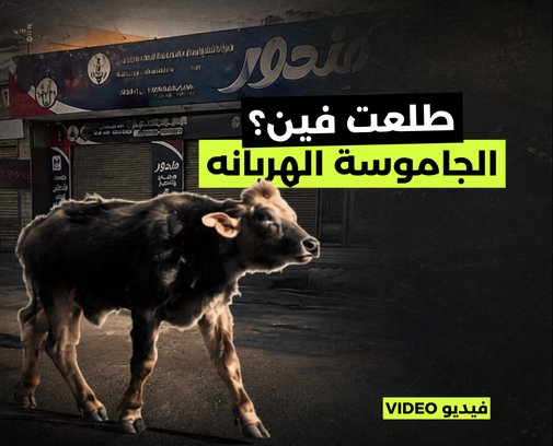 الجاموسة الهربانة.. طلعت فين؟